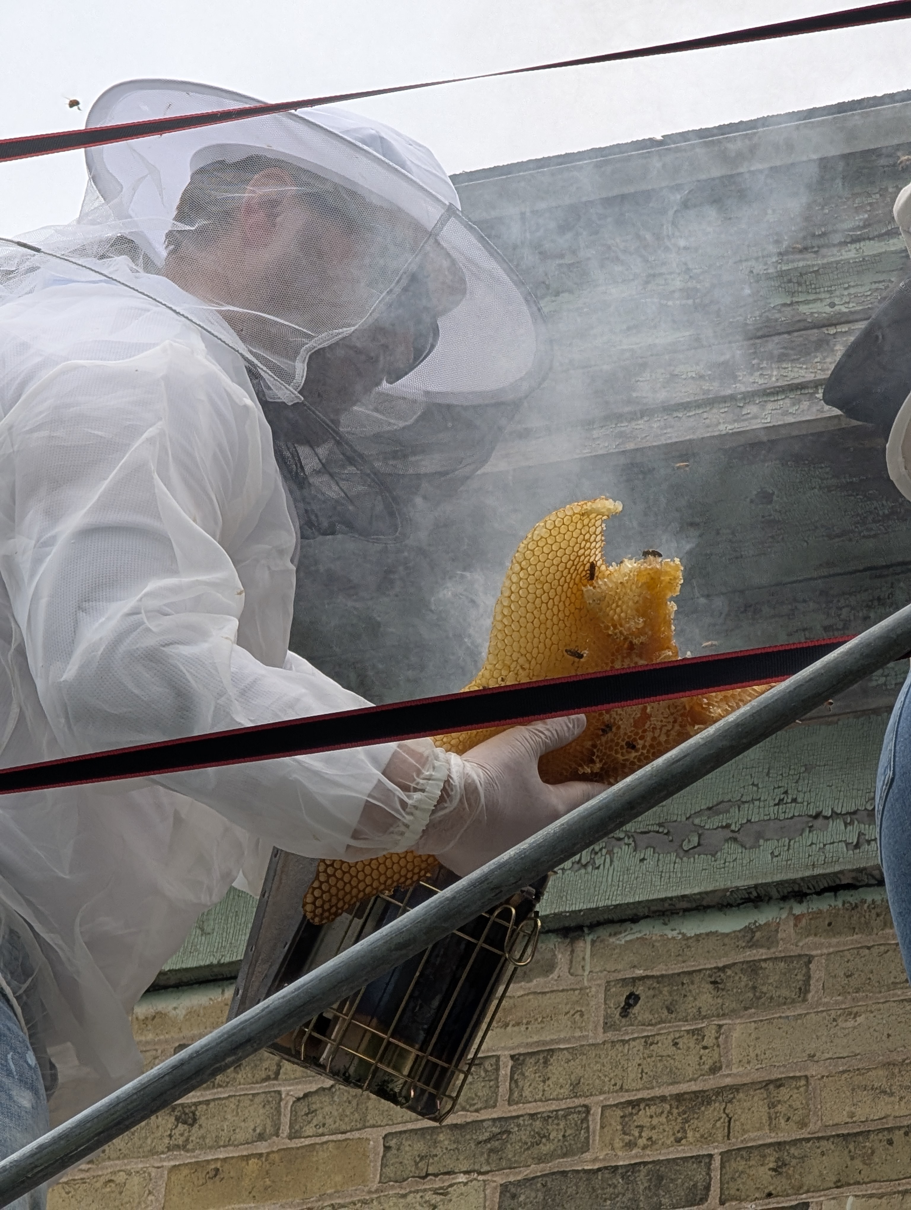 Hive Removal
